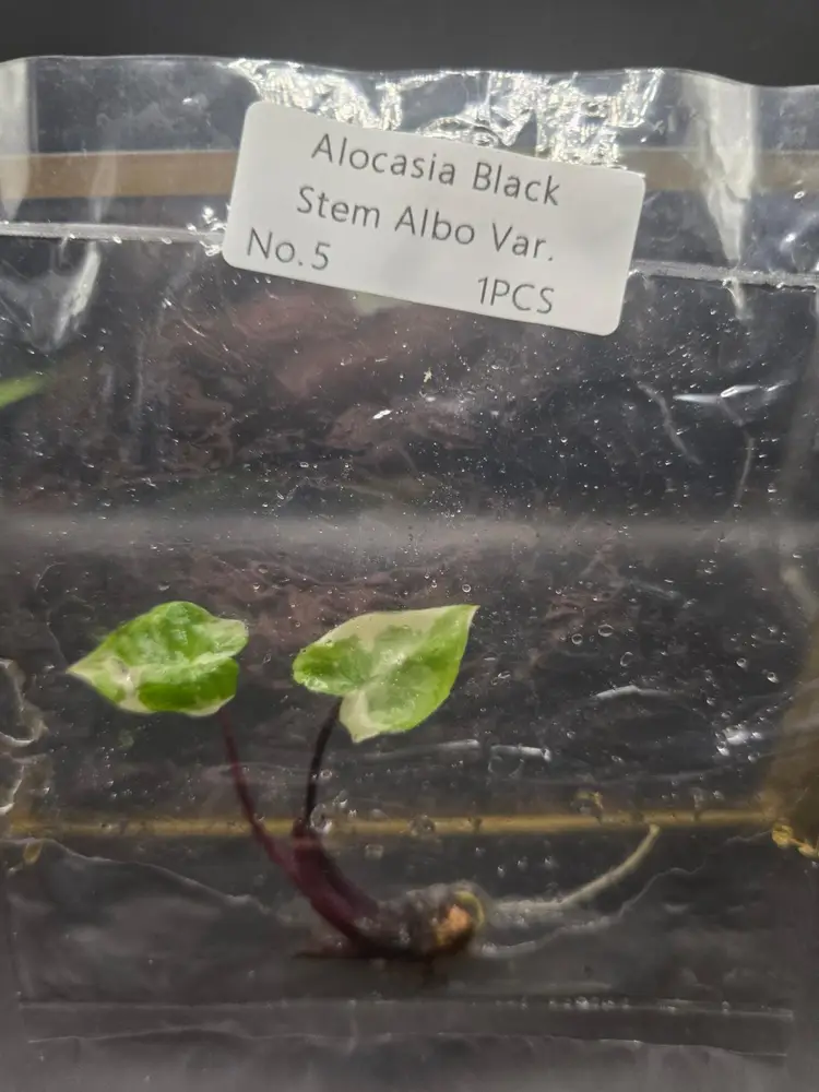 Alocasia Black Stem Albo Tissue Culture  (Growers Choice)