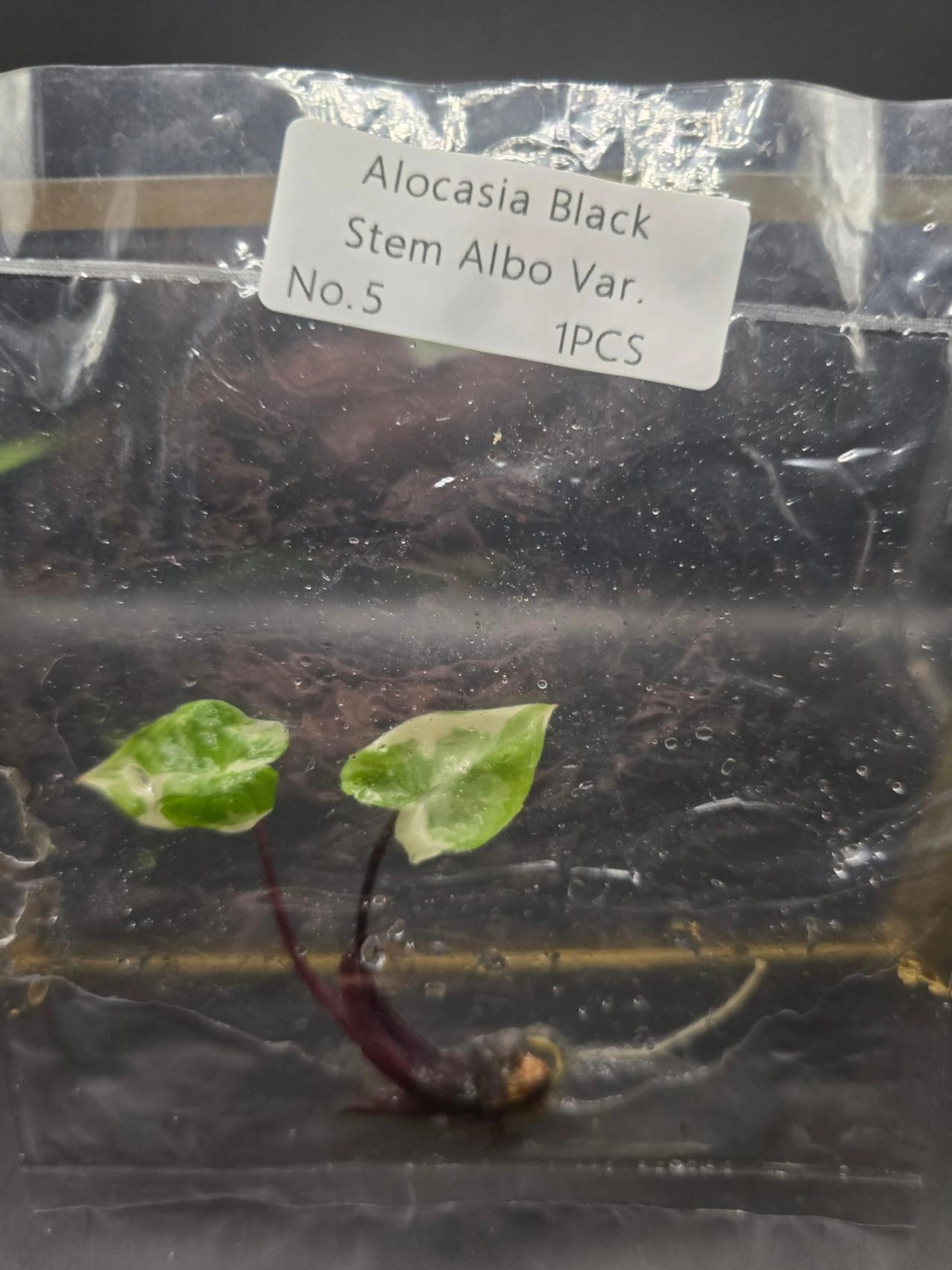 Alocasia Black Stem Albo Tissue Culture (Growers Choice)