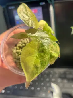 Alocasia Wentii High Color