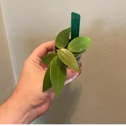 Hoya RHM2493 (Green)