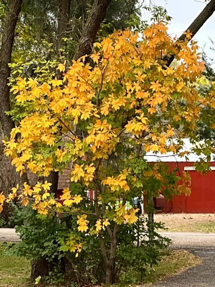 Vintage Variety W/ Kim