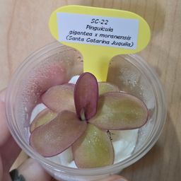 SC-22 Pinguicula gigantea x moranensis (Santa Catarina Juquila)