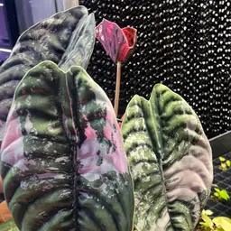 5266 Cuprea Mother Plant XXL