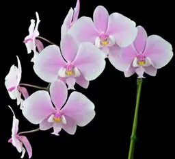 Phalaenopsis schilleriana