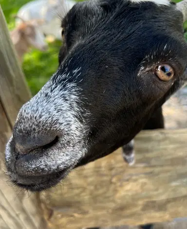 Clear The Shop With Me On Niknax