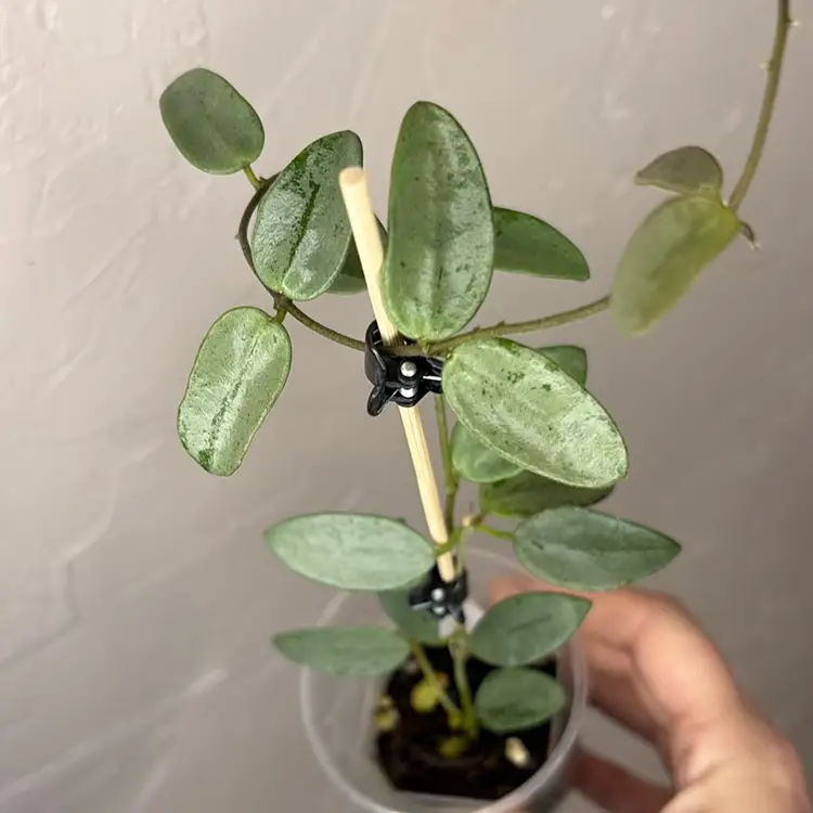 Hoya lima (silver)