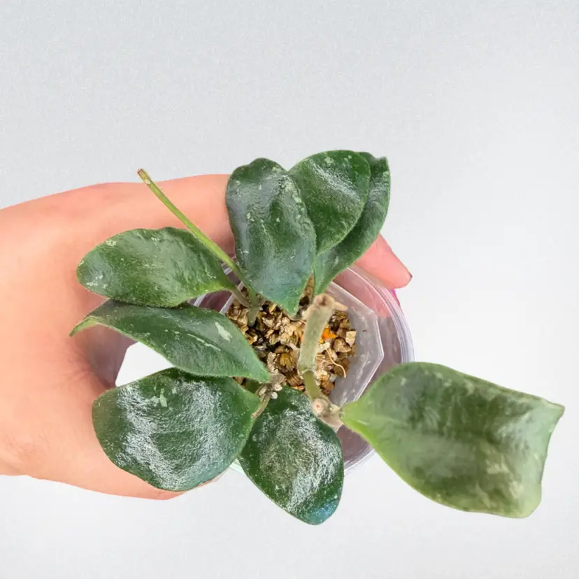 Hoya isabelchanae