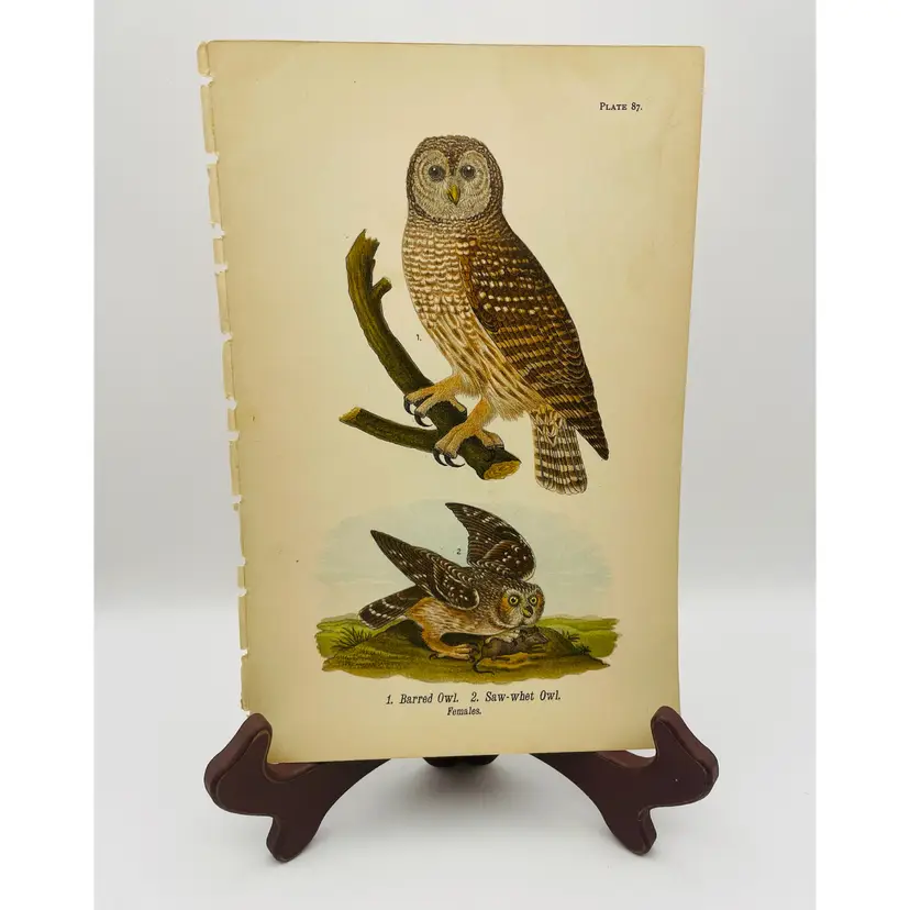 “Barred Owl and Saw-whet Owl”, Females,
c. 1890, Color Plate Engraving, Plate 87, 
From An Antique Book