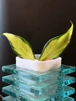 Hoya Polyneura Inner Variegated