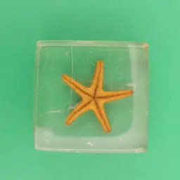 Sea creatures preserved in acrylic