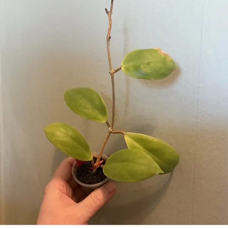 Hoya incrassata ‘moonshadow’ (reverted)