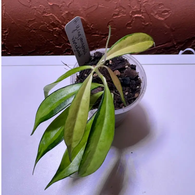 Hoya yingjiangensis (inner variegated)