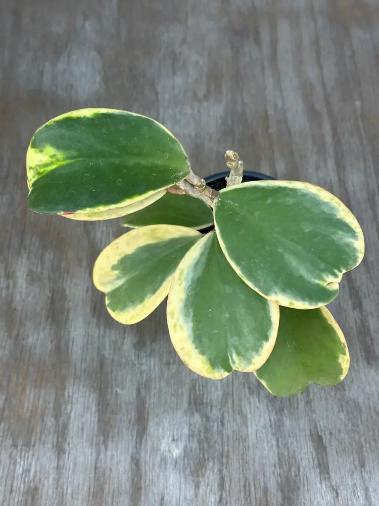 Hoya 'Kerri Splash' (16TFM07)