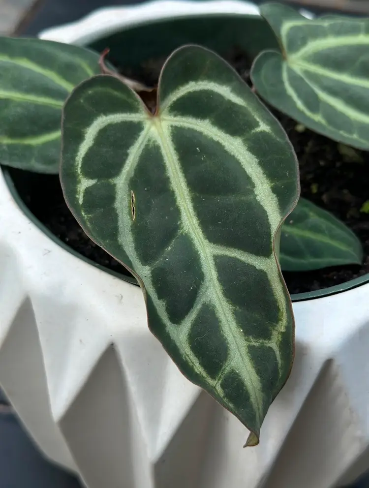 Tezula Carlablackiae