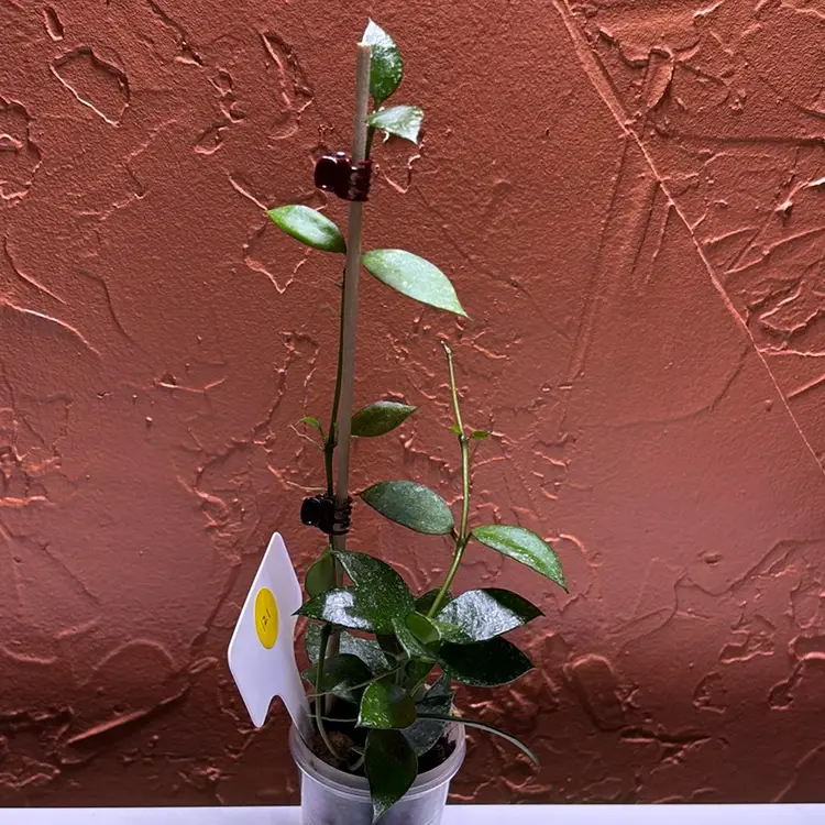 121 Hoya lacunosa sp Cianjur