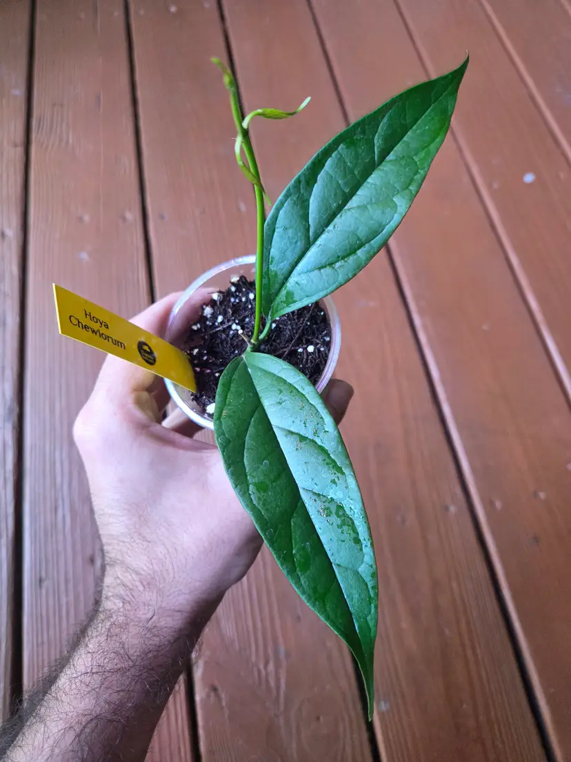 Hoya Chewiorum