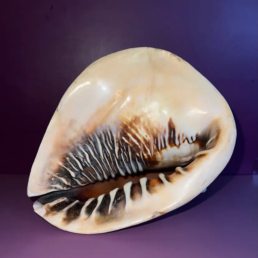 Large Beautiful King Queen Helmet Conch Shell 8” By 7”