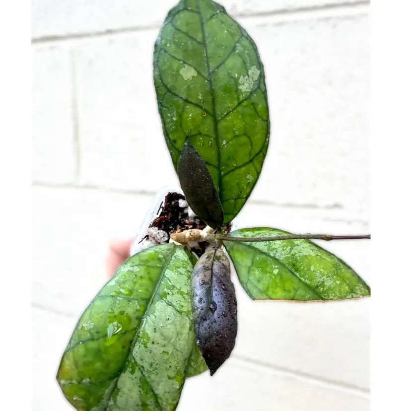Hoya finlaysonii super splash (ud 🦆)