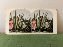 Antique Stereoview Card #13 A Giant Maguay Plant Mexico 1905 White Border Ephemera Rare