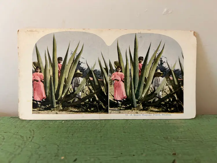 Antique Stereoview Card #13 A Giant Maguay Plant Mexico 1905 White Border Ephemera Rare