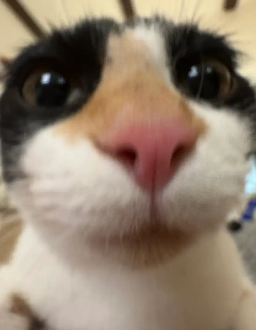 Livestream thumbnail