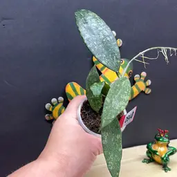 160        REV 867-5309 (Jennifer op)