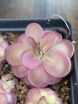 P. '''Pink Delinquents'''