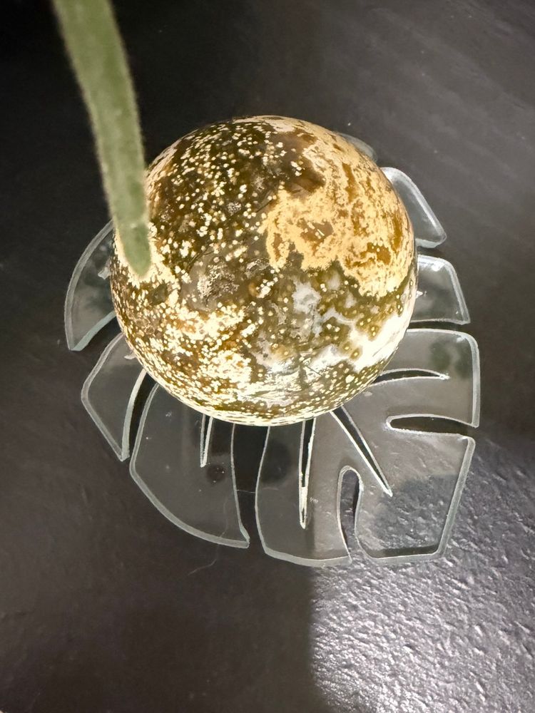 Monstera Leaf Sphere Holder