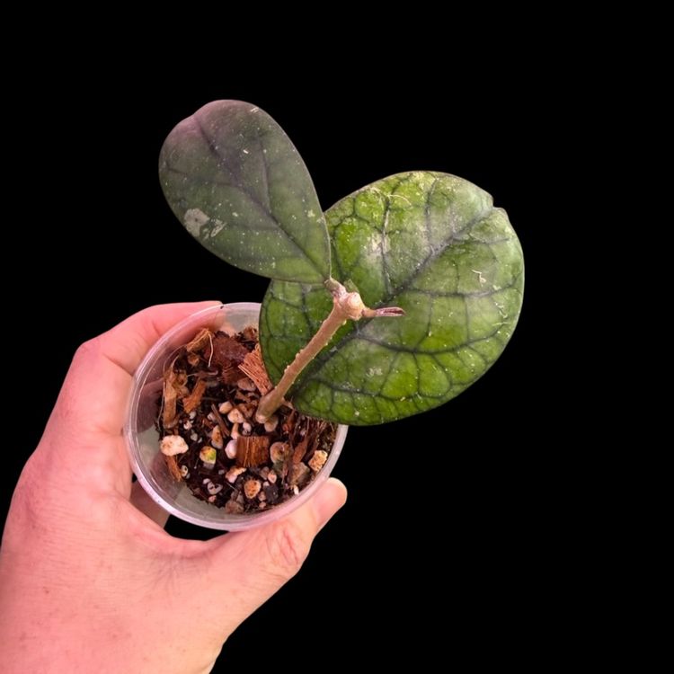 013-Hoya Merridithii round