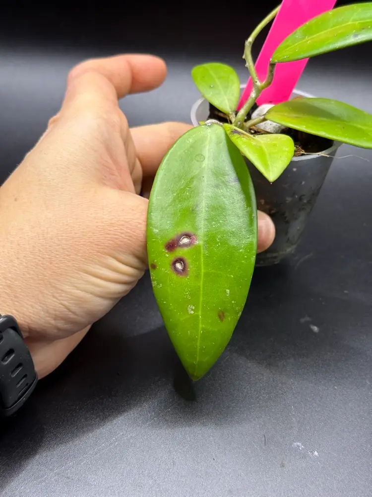 **SEEDLING** Hoya RHM2507 KZ-09 (AH Black Tiger x Unk)