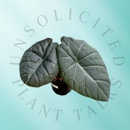 ALOCASIA