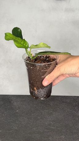 Hoya motuoenais