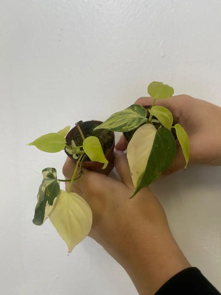 Philodendron micans variegated Aurea 3”