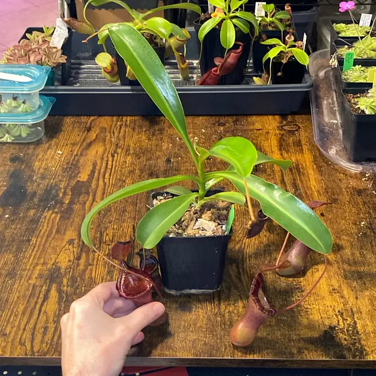 Nepenthes ‘The Succubus’