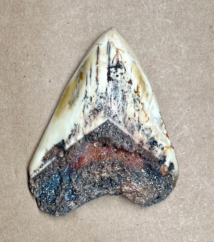 Kelly Kennedy Scrimshaw Art Ink Etching on Megalodon Shark Tooth Fossil - Vintage RARE