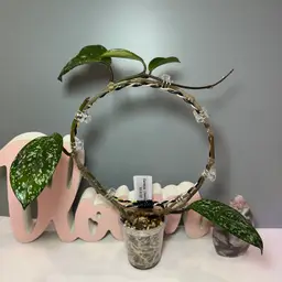 43 Carnosa (heirloom)