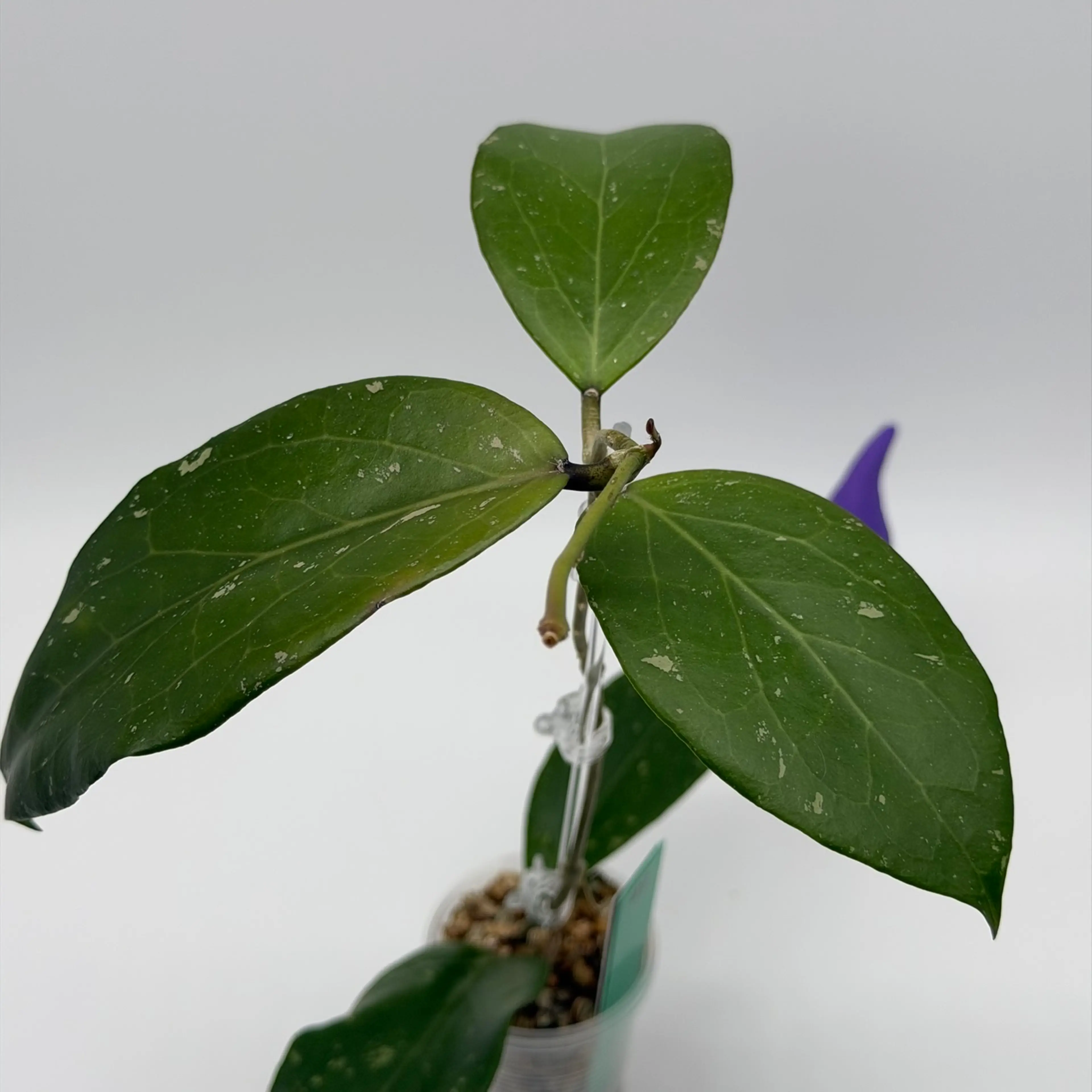 Image 3 of 7