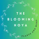 The Blooming Hoya