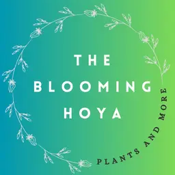 The Blooming Hoya
