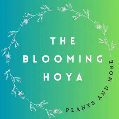 The Blooming Hoya