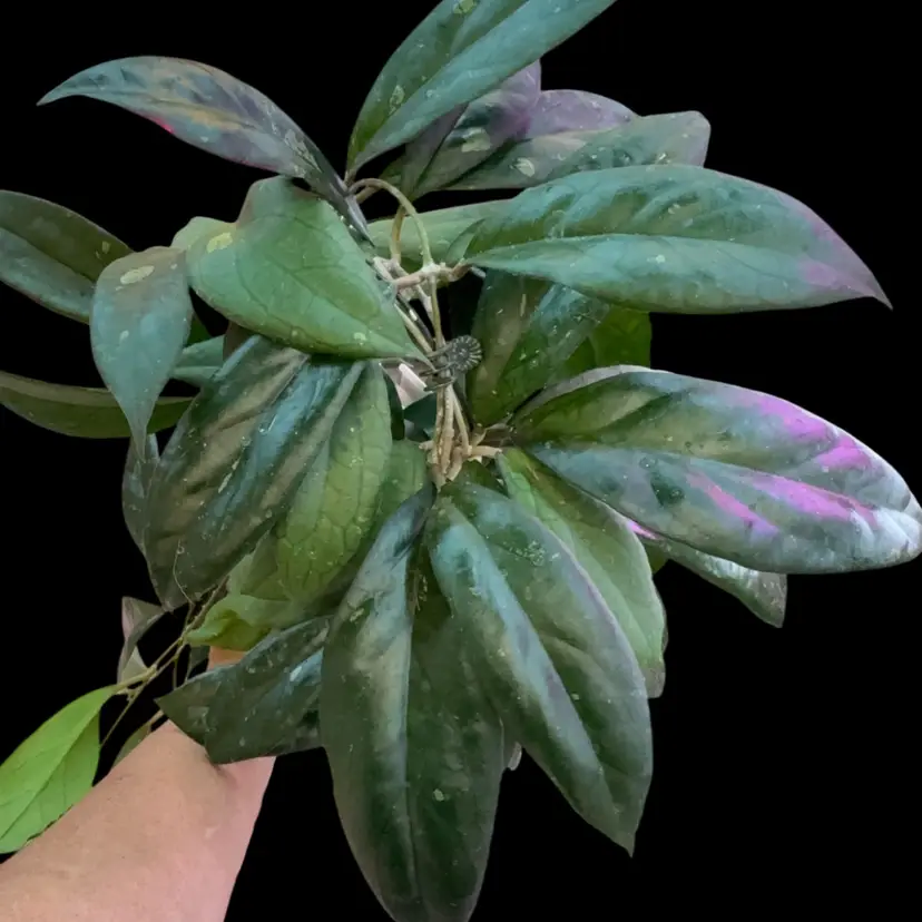 RHM callistophylla Kalimantan x unk cutting