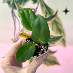 🧡🩷 Hoya RWC2507-h 🩷🧡 My 1st hybrid!