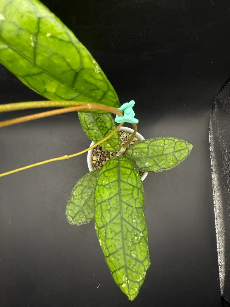 Hoya sp Kalteng Kalimantan