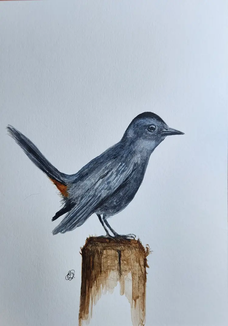 Grey Catbird Original Watercolor Painting Signed By The Artist 5x7 Free Shipping