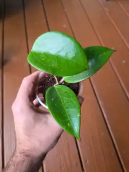 Hoya RHM909 Cambodia x rigida epc605