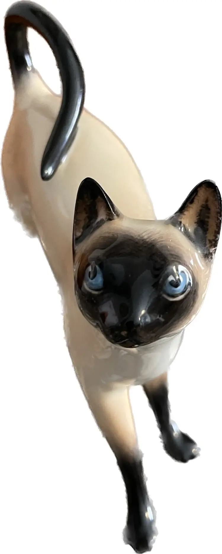 Siamese Cat