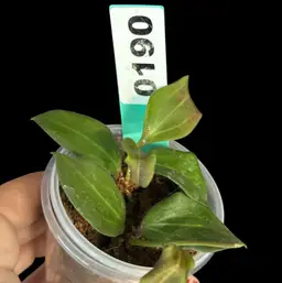 190 Aramelon seed sister #1