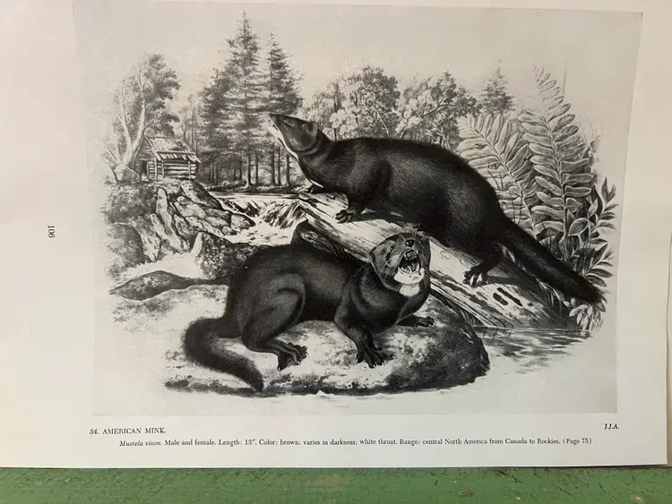 AMERICAN MINK Vintage Audubon North America Print. 1951 12 x 8.5"