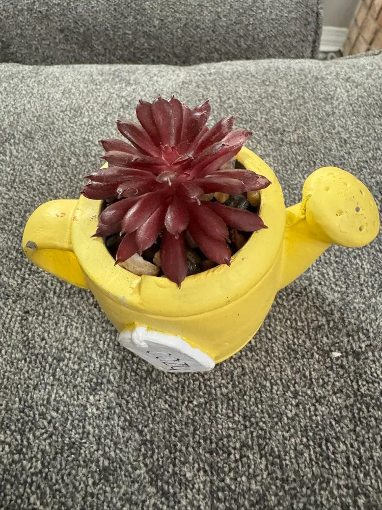 1 Yellow Resin Tiny Watering Can With Cactus