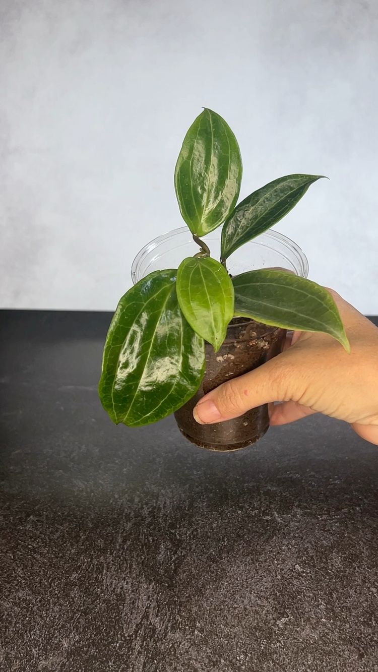 Hoya Merrillii